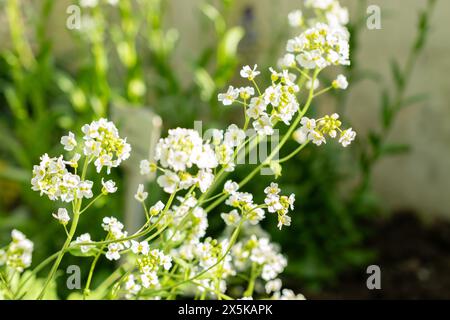 St. Gallen, Schweiz, 24. März 2024 Schivereckia Podolica blüht im botanischen Garten Stockfoto