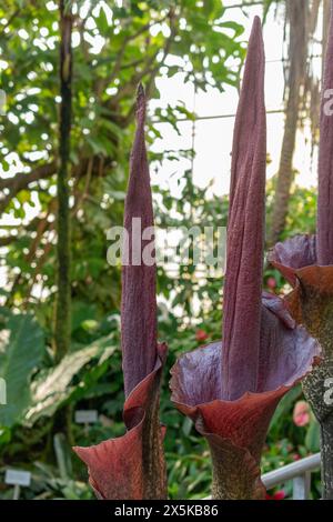 St. Gallen, Schweiz, 24. März 2024 Amorphophallus Rivieri oder Konjakpflanze im botanischen Garten Stockfoto