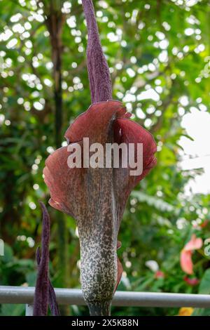 St. Gallen, Schweiz, 24. März 2024 Amorphophallus Rivieri oder Konjakpflanze im botanischen Garten Stockfoto