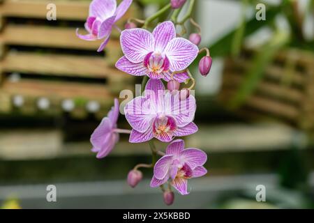 St. Gallen, Schweiz, 24. März 2024 Phalaenopsis blüht im botanischen Garten Stockfoto