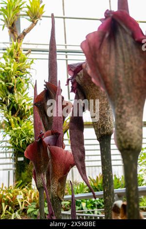 St. Gallen, Schweiz, 24. März 2024 Amorphophallus Rivieri oder Konjakpflanze im botanischen Garten Stockfoto