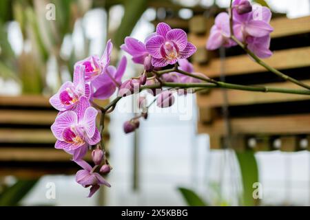 St. Gallen, Schweiz, 24. März 2024 Phalaenopsis blüht im botanischen Garten Stockfoto