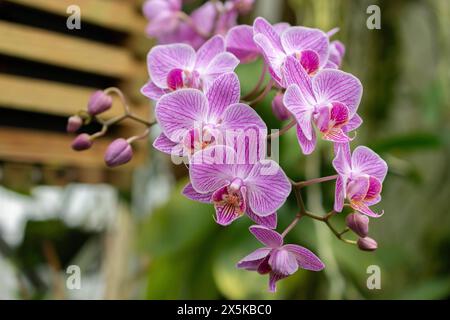 St. Gallen, Schweiz, 24. März 2024 Phalaenopsis blüht im botanischen Garten Stockfoto