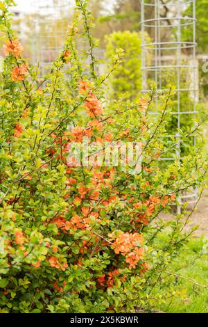 Saint Gallen, Schweiz, 7. April 2024 Chaenomeles Speciosa oder blühende Quittenpflanze im botanischen Garten Stockfoto