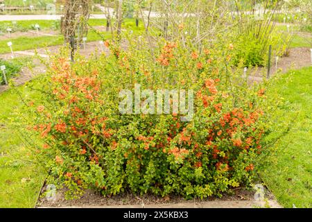 Saint Gallen, Schweiz, 7. April 2024 Chaenomeles Speciosa oder blühende Quittenpflanze im botanischen Garten Stockfoto