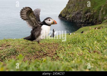 Papageientaucher auf Skomer Island, Pembrokeshire, Wales Stockfoto