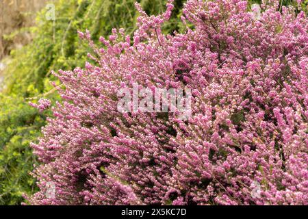 Saint Gallen, Schweiz, 7. April 2024 Erica X Darleyensis oder darley dale Heidepflanze im Botanischen Garten Stockfoto