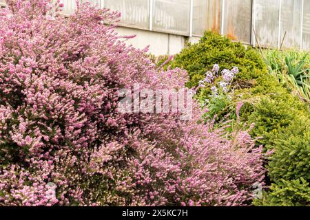 Saint Gallen, Schweiz, 7. April 2024 Erica X Darleyensis oder darley dale Heidepflanze im Botanischen Garten Stockfoto