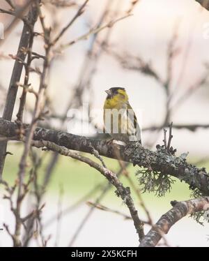 DER EURASISCHE SISKIN Spinus sitzt auf einem Baumzweig Stockfoto