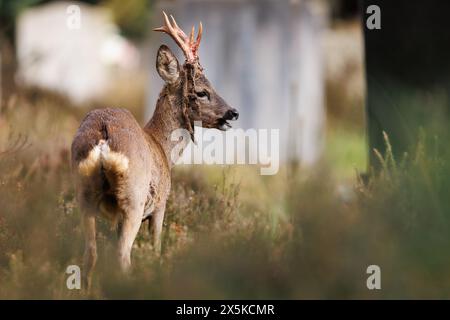 Rehbock vergießt Samt aus Geweih Stockfoto