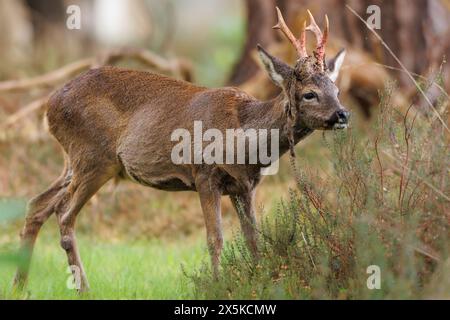 Rehbock vergießt Samt aus Geweih Stockfoto