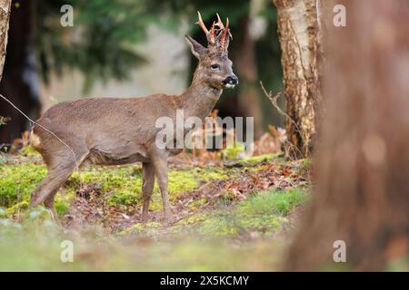 Rehbock vergießt Samt aus Geweih Stockfoto