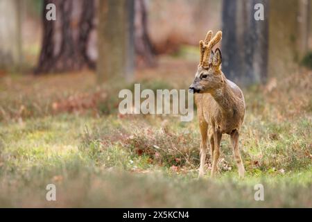 Rehbock in samt Stockfoto