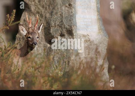 Rehbock vergießt Samt aus Geweih Stockfoto