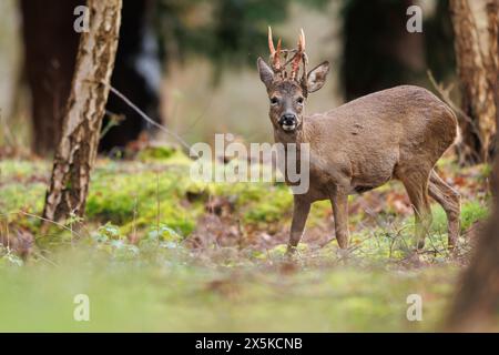 Rehbock vergießt Samt aus Geweih Stockfoto