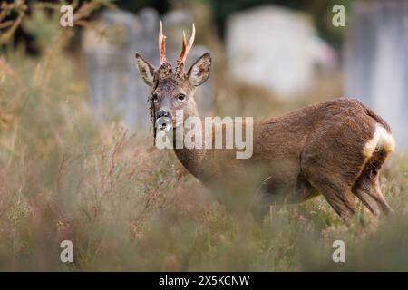 Rehbock vergießt Samt aus Geweih Stockfoto