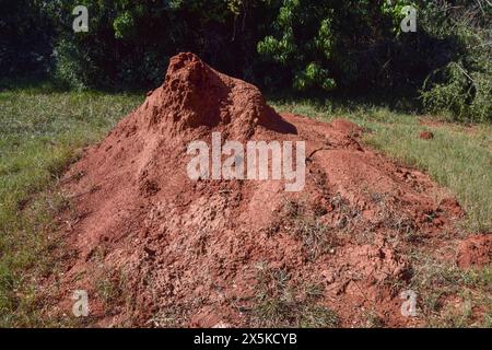 Ein großer Termitenhügel in einem Naturschutzgebiet in Simbabwe, April 2024. Quelle: Vuk Valcic/Alamy Stockfoto