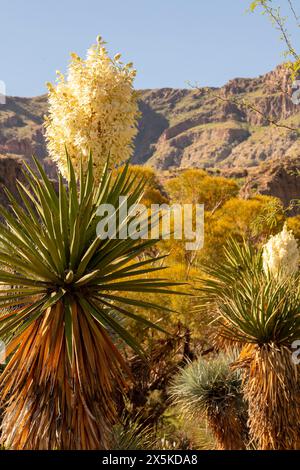 Natürliches, halbnahes blühendes Pflanzenporträt von Yucca Torreyi, einem riesigen Dolch, vor einem klaren blauen Himmel in Arizona im Frühling. Verführerisch, Erstaunlich, Stockfoto