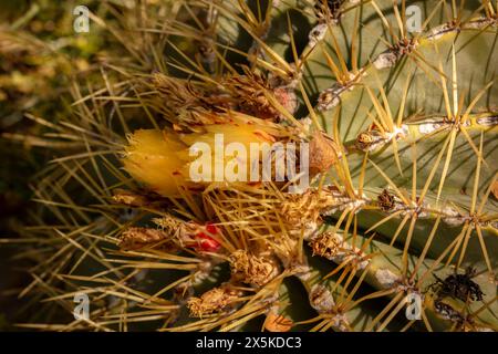 Natürliches Nahaufnahme blühendes Pflanzenporträt von Ferocactus Glaucescens, Glaukkaktus, in der schönen Frühlingssonne von Arizona. Verführerisch, Erstaunlich, Stockfoto