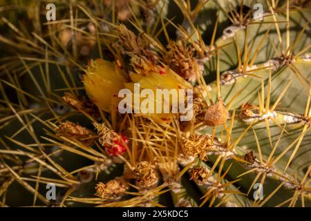 Natürliches Nahaufnahme blühendes Pflanzenporträt von Ferocactus Glaucescens, Glaukkaktus, in der schönen Frühlingssonne von Arizona. Verführerisch, Erstaunlich, Stockfoto