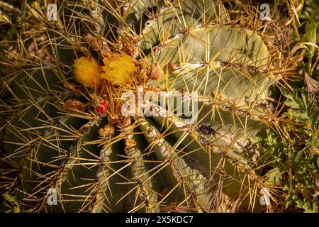 Natürliches Nahaufnahme blühendes Pflanzenporträt von Ferocactus Glaucescens, Glaukkaktus, in der schönen Frühlingssonne von Arizona. Verführerisch, Erstaunlich, Stockfoto