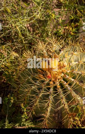 Natürliches Nahaufnahme blühendes Pflanzenporträt von Ferocactus Glaucescens, Glaukkaktus, in der schönen Frühlingssonne von Arizona. Verführerisch, Erstaunlich, Stockfoto