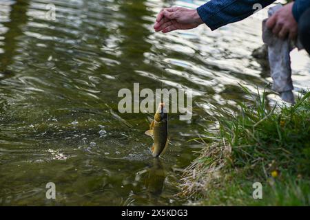 Kleine Karpfen (Fische), die an einem Haken im Wasser gefangen werden. Stockfoto