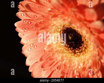 Vor tiefschwarzem Hintergrund, eine leuchtend orange Gerbera Daisy Stockfoto