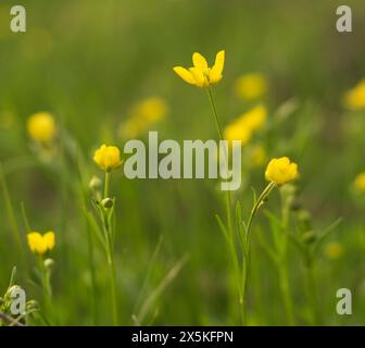Gelbe Waldanemone Blume im Frühlingspark Stockfoto