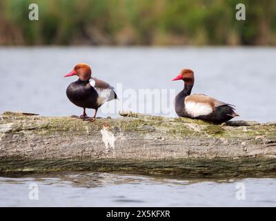 Zwei Rotkäppchen auf einem Baumstamm an der Donau Stockfoto