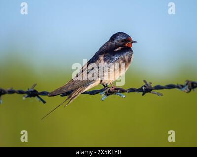 Scheunenschwalbe am frühen Morgen auf einem Stacheldrahtzaun Stockfoto