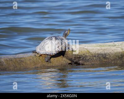 Invasive Schildkrötenspezies Gelbbauchslider r - Trachemys scripta scripta auf einem Baumstamm in der Donau bei Bratislava Stockfoto