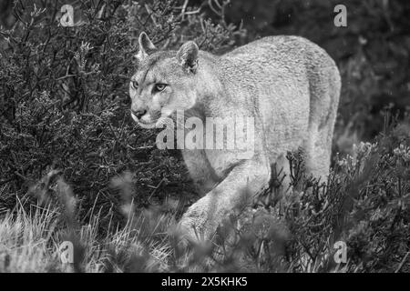 Mono-Nahaufnahme von puma, der durch Büsche geht Stockfoto