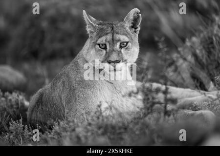 Mono-Nahaufnahme von puma, der mit Taschenlampen liegt Stockfoto