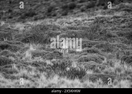 Mono puma starrt in die Kamera zwischen Büschen Stockfoto