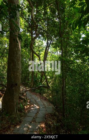 Wanderweg und üppige Bäume in einem Dschungel entlang des Naturpfads im Mu Ko Lanta Nationalpark in Koh Lanta, Thailand, an einem sonnigen Tag. Stockfoto