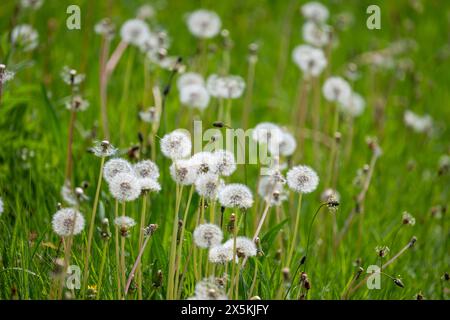 Eine Masse weißer, kugelartiger Löwenzahn-Samenkörner inmitten langem Gras am Rande eines Feldes. Stockfoto