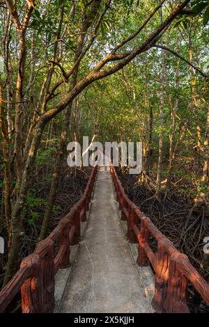 Krabi Urban Forest Walkway - erhöhter Fußweg im Mangrovenwald in Krabi Town, Thailand an einem sonnigen Tag. Stockfoto