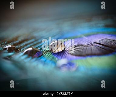 Wassertropfen auf Einer Pfauenfeder Stockfoto