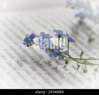 Willow Catkins Wegen Eines Alten Buches Stockfoto