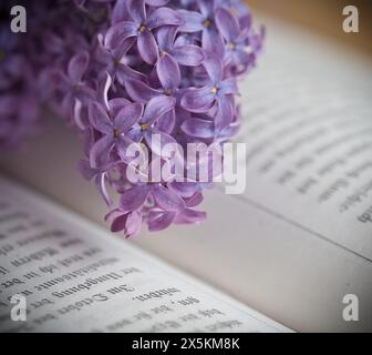Willow Catkins Wegen Eines Alten Buches Stockfoto