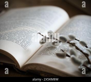 Willow Catkins Wegen Eines Alten Buches Stockfoto