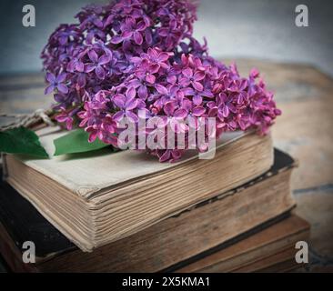 Willow Catkins Wegen Eines Alten Buches Stockfoto