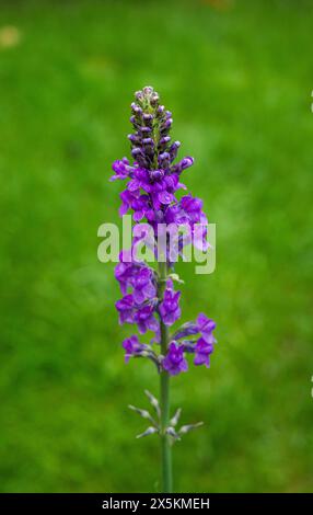 Ein Stiel lila Blüten von Linaria purpurea in Sommergarten-Nahaufnahme Stockfoto