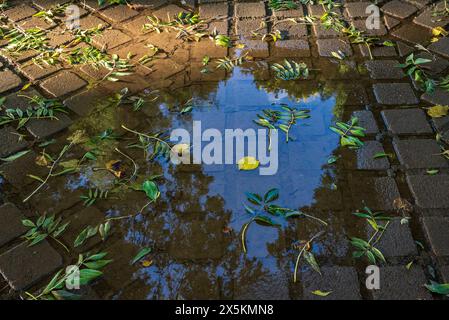 Gefallene grüne Blätter und Reste von Regenwasser auf Ziegelpflaster Stockfoto