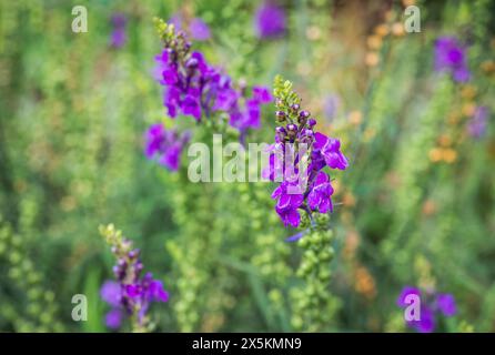 Zarte violette Blüten von Linaria purpurea im Sommergarten Stockfoto