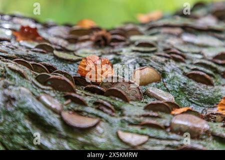 England, Yorkshire Dales. Barden, Skipton. Nahaufnahme von Münzen, die im Wishing Tree, Ingleton Waterfall Trail, eingebettet sind. Stockfoto