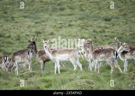 Herde von schönen Damhirschen in der englischen Landschaft Stockfoto