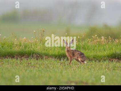 Ein Frühlingsbild mit Grüntönen. Ein wunderschöner brauner Hase, der auf dem Bauernfeld vor einer Landzunge aus Wildblumen sitzt. Suffolk, Großbritannien Stockfoto