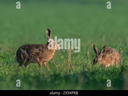 Ein Paar Braunhasen ( Lepus europaeus), die zusammen am Rande des Grases glücklich sind. Suffolk, Großbritannien Stockfoto